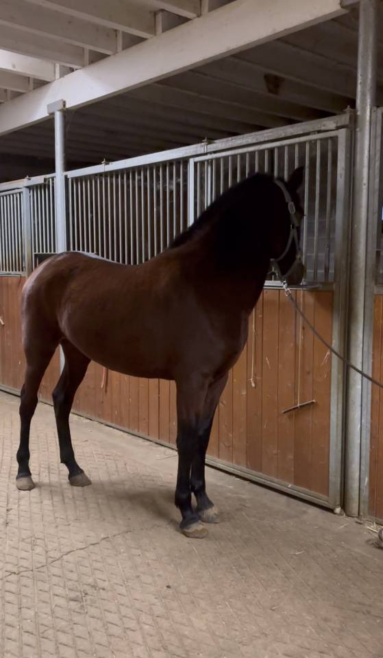 Jument PRE plein papier Escalera et Militar 