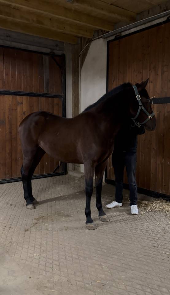 Jument PRE plein papier Escalera et Militar 