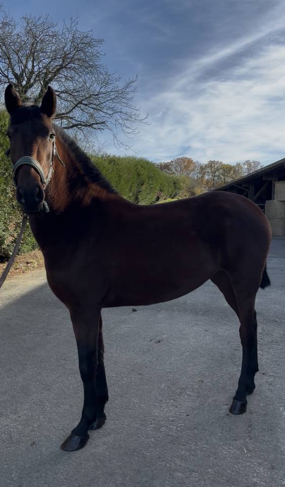 Jument PRE plein papier Escalera et Militar 