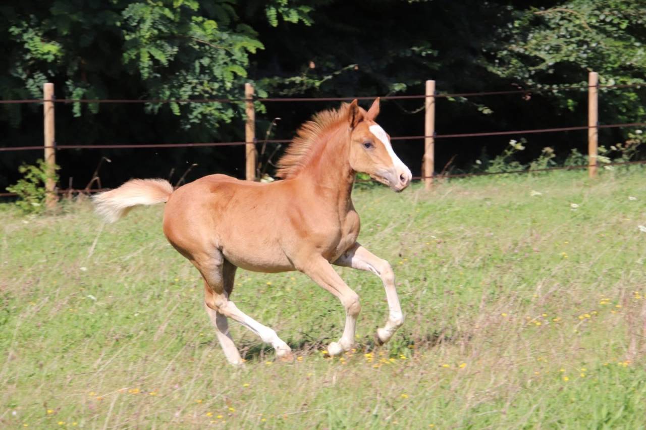 Très belle femelle PSF