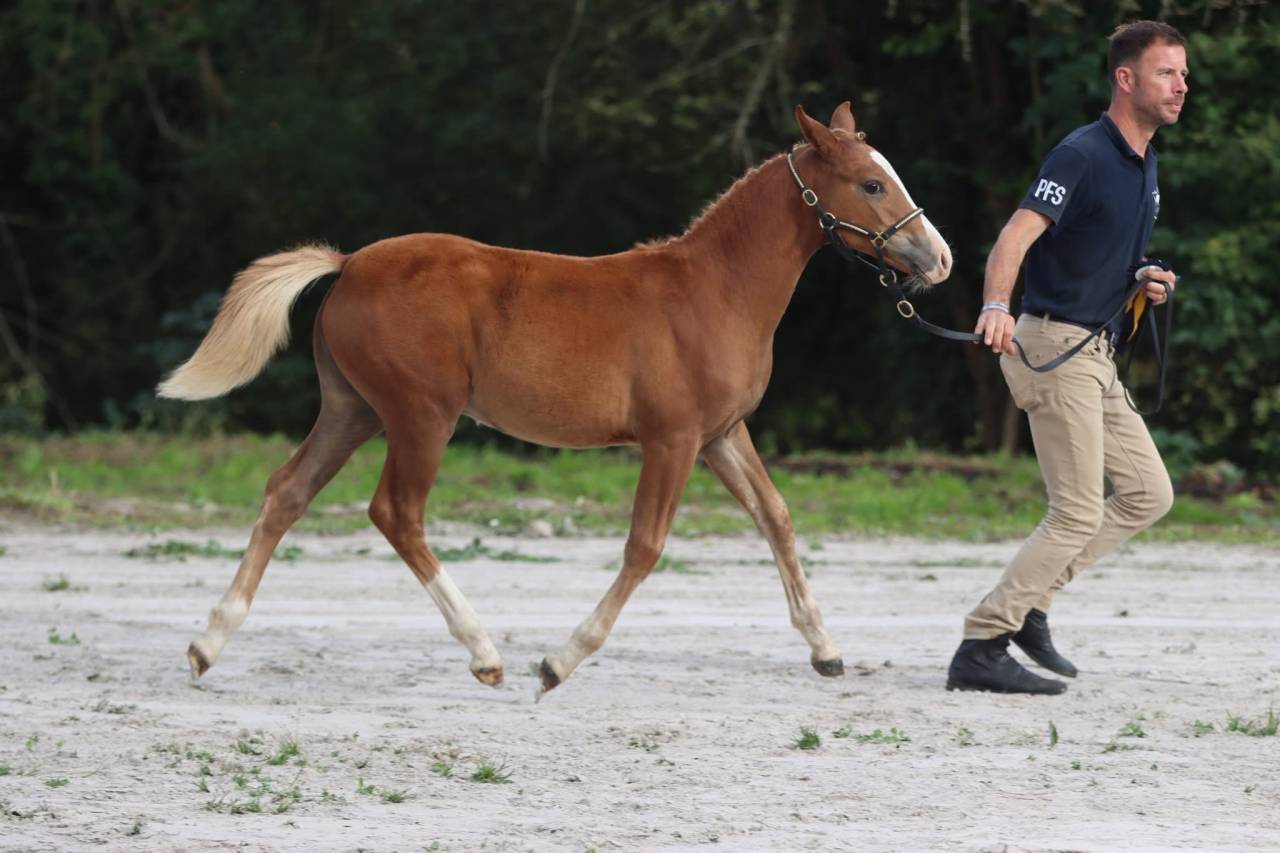 Très belle femelle PSF