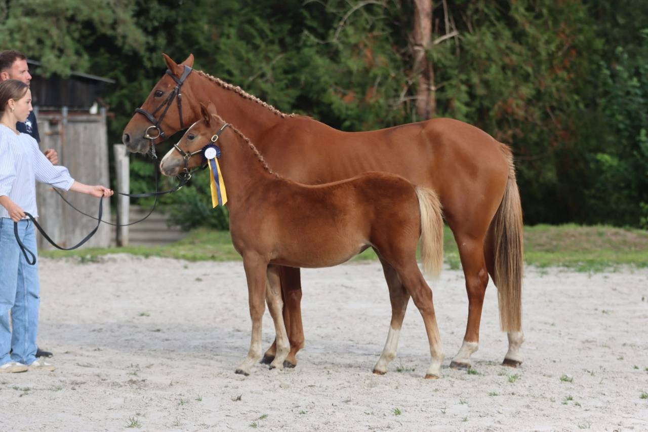 Très belle femelle PSF