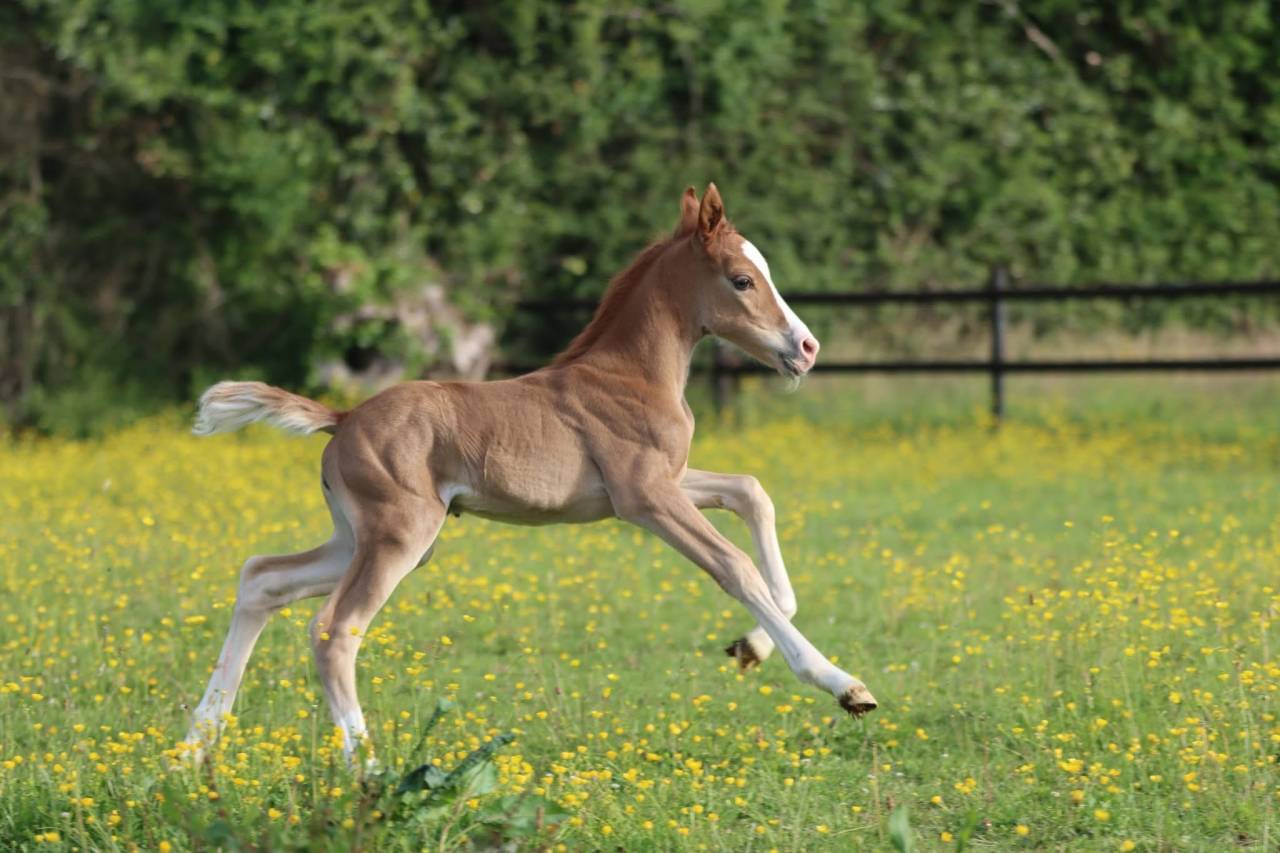 Très belle femelle PSF