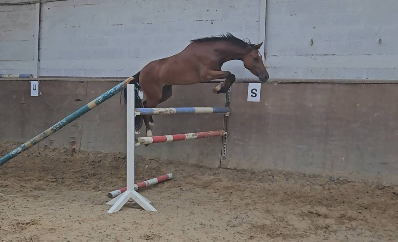 Poney de sport D