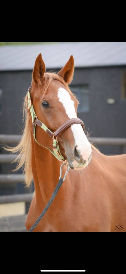 Jument SF 2 ans 1/2 orientée CSO/CCE