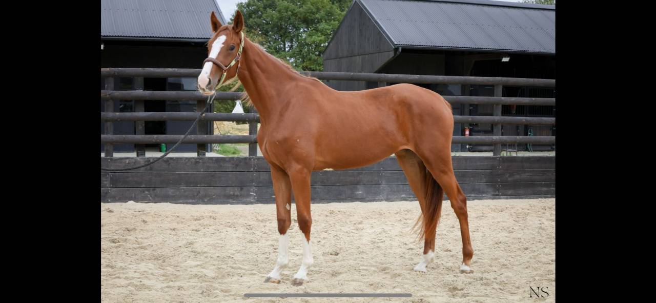 Jument SF 2 ans 1/2 orientée CSO/CCE