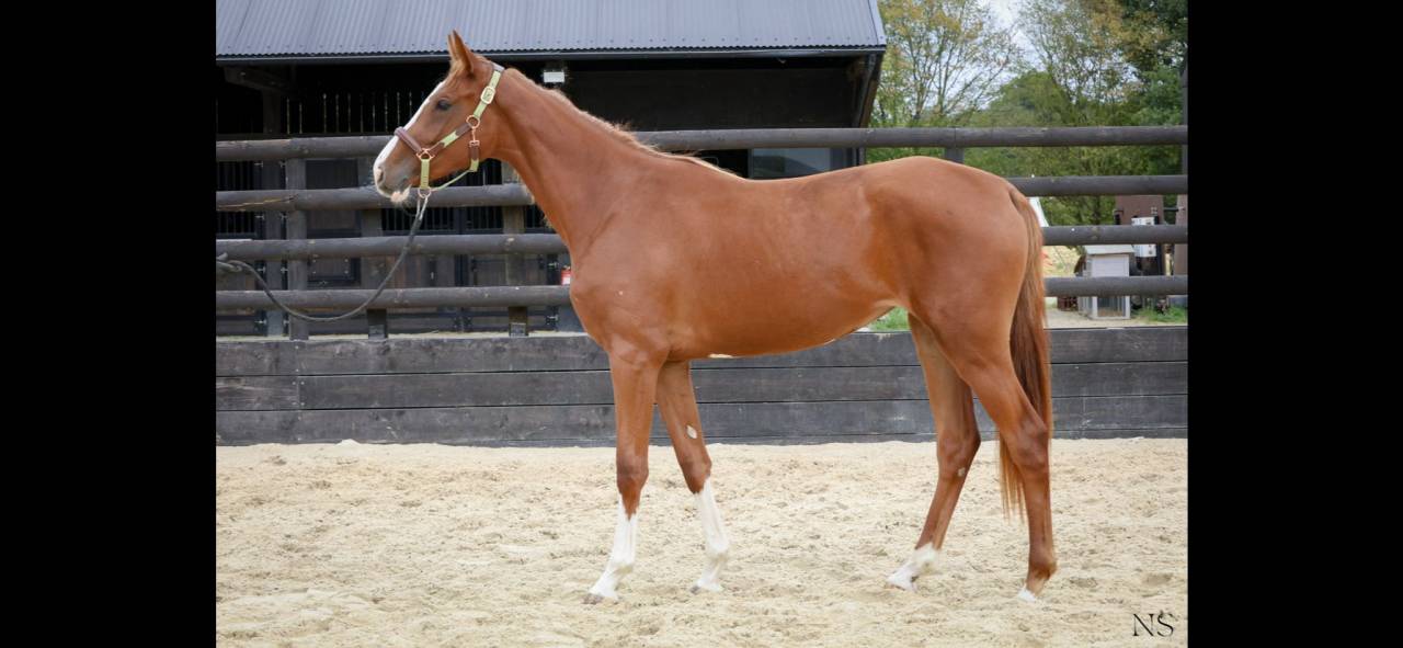 Jument SF 2 ans 1/2 orientée CSO/CCE