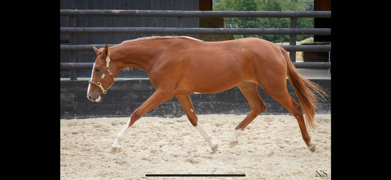 Jument SF 2 ans 1/2 orientée CSO/CCE