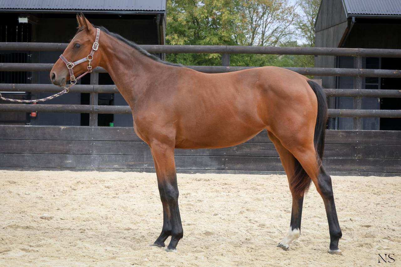 Jument SF 1 an 1/2 sport