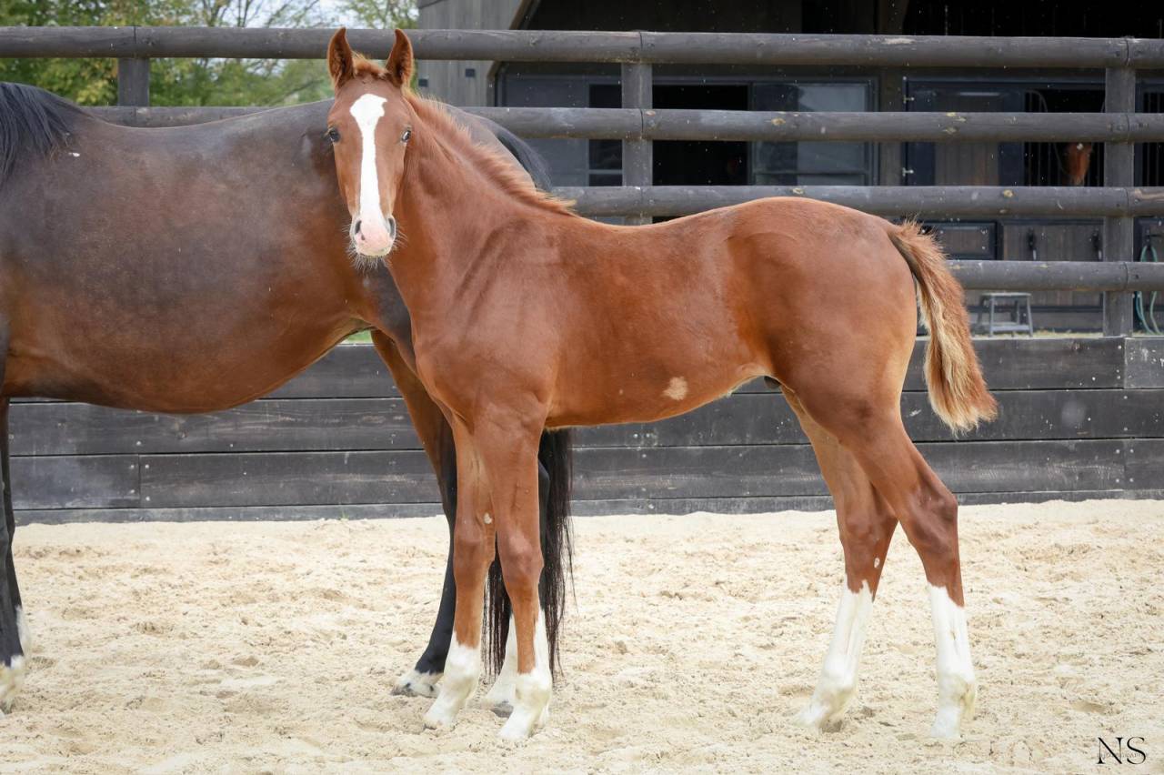 Poulain SF 6 mois sport 