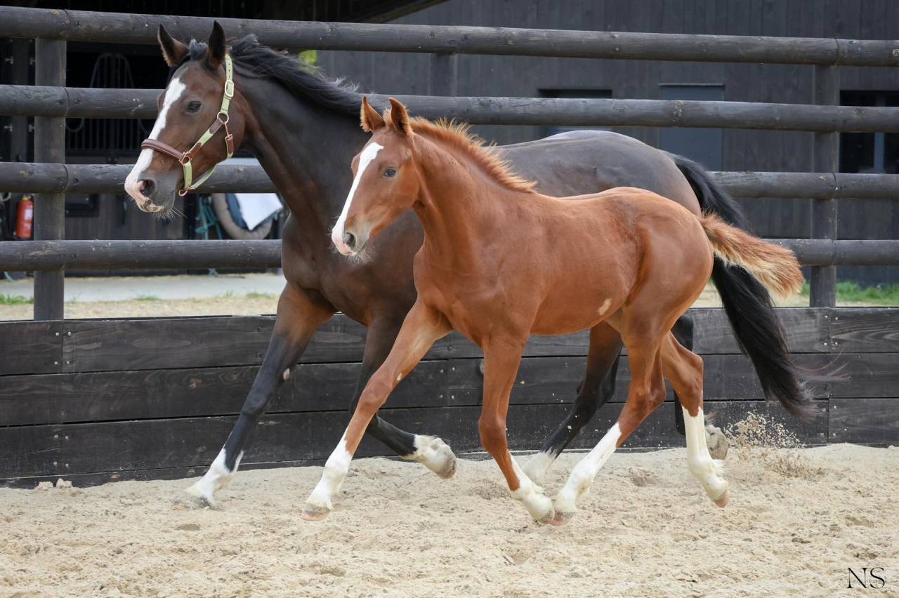 Poulain SF 6 mois sport 