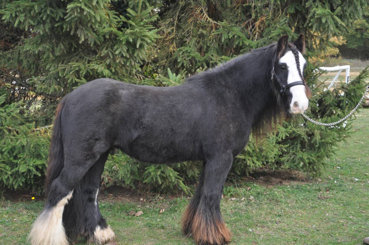 Poney PP Gypsy Cob 11ans, 1,30m