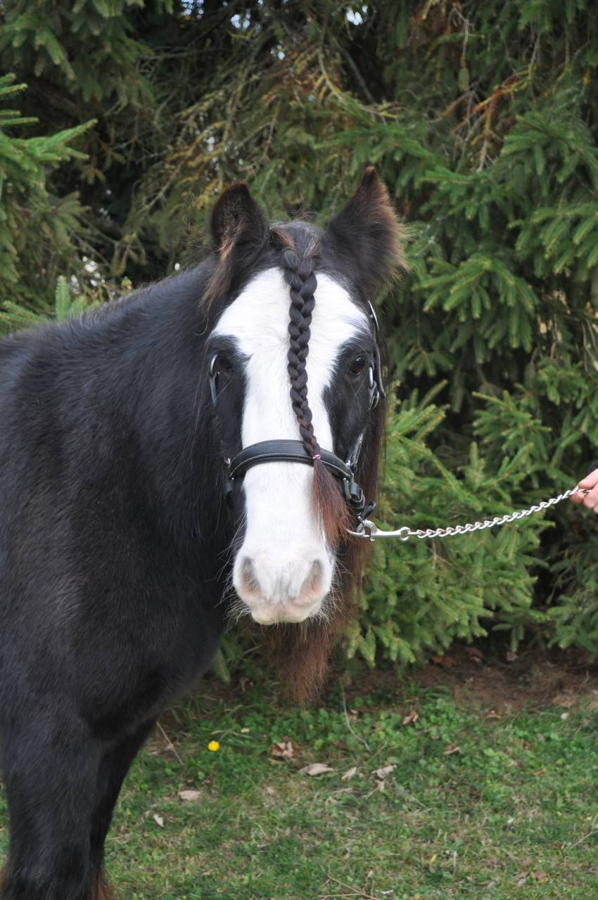 Poney PP Gypsy Cob 11ans, 1,30m