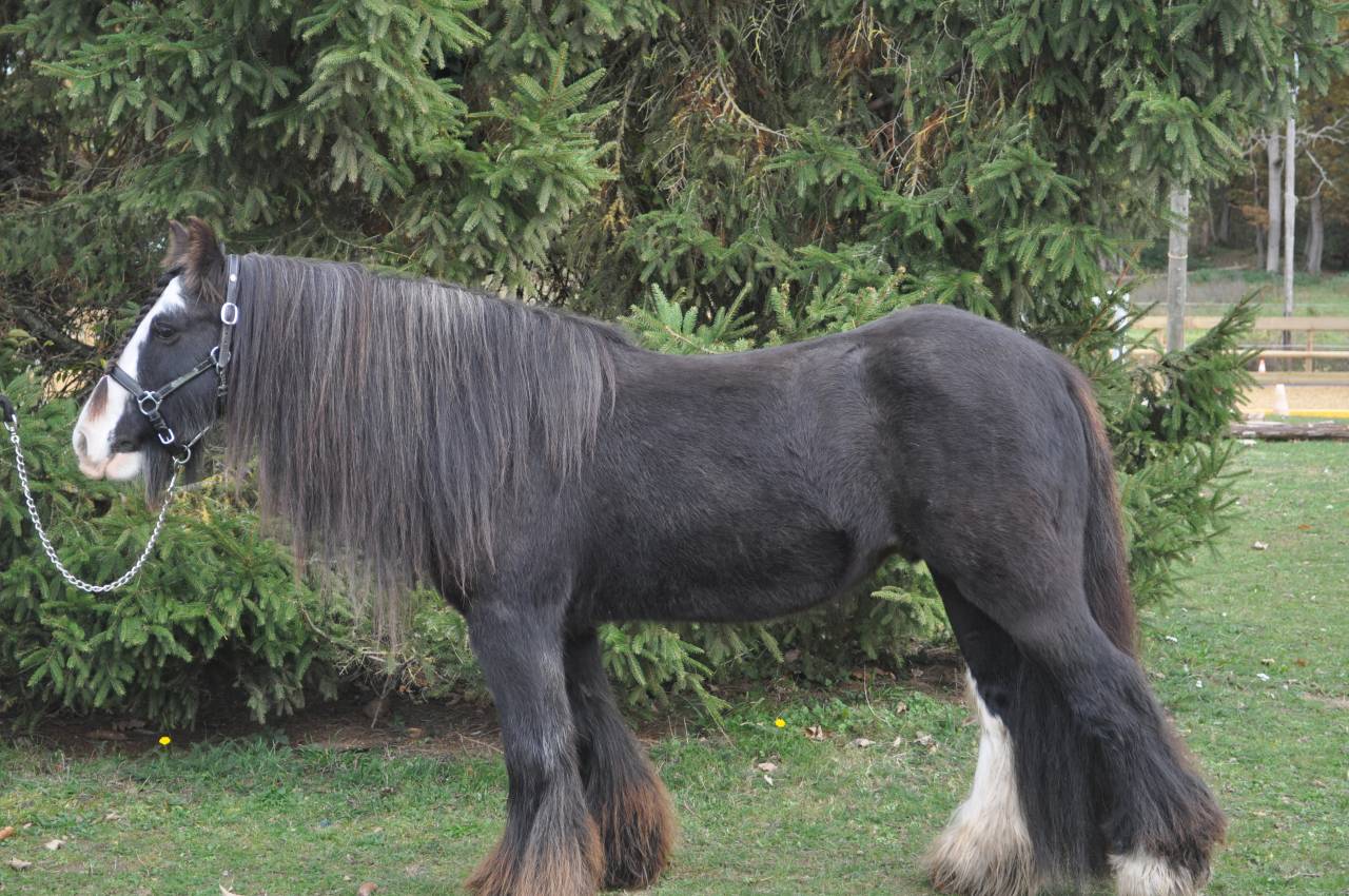 Poney PP Gypsy Cob 11ans, 1,30m
