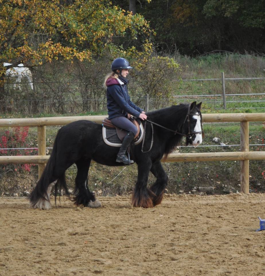 Poney PP Gypsy Cob 11ans, 1,30m
