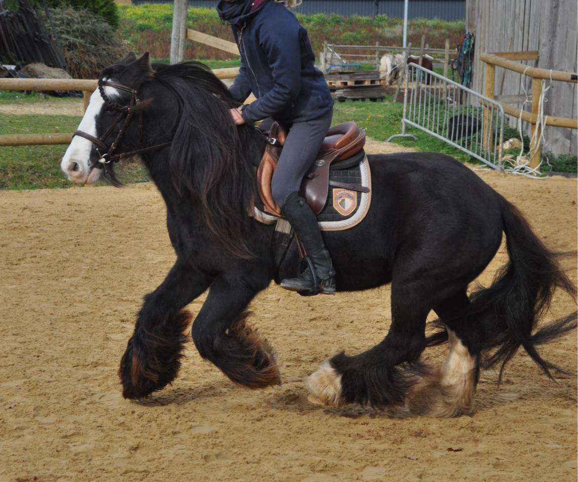 Poney PP Gypsy Cob 11ans, 1,30m