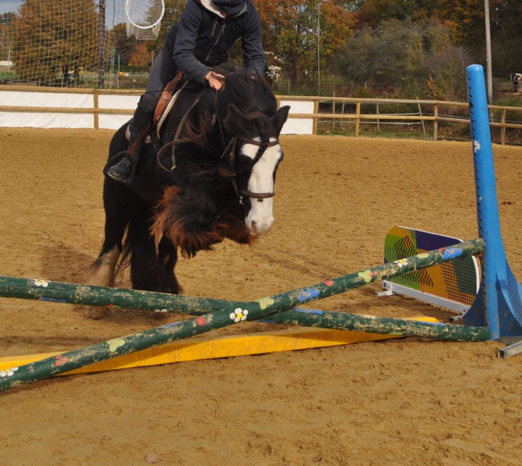 Poney PP Gypsy Cob 11ans, 1,30m