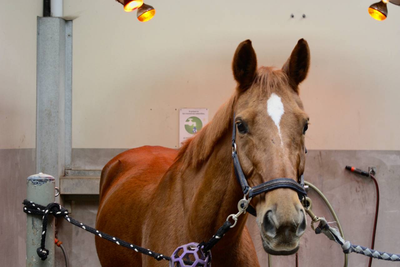 demi pension calvados 