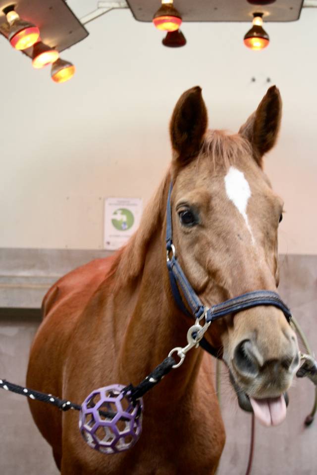 demi pension calvados 