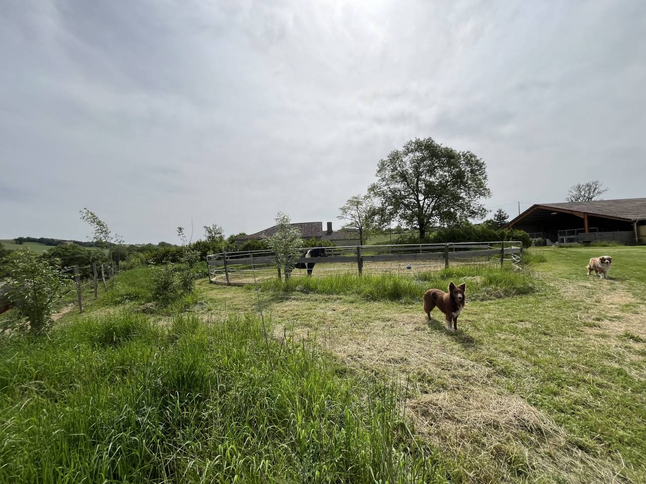 Écurie avec terrain constructible 