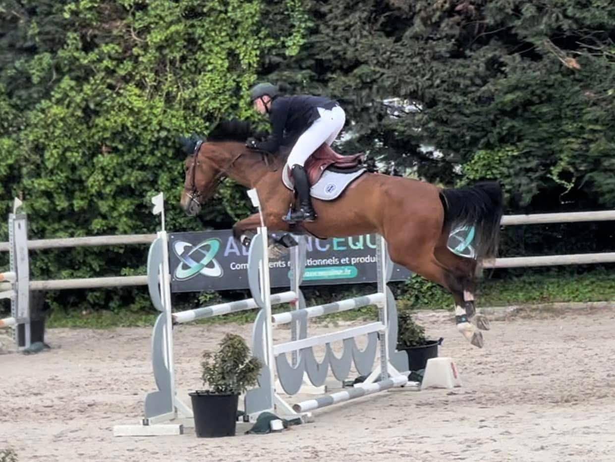 Jument 7 ans extra amateur 