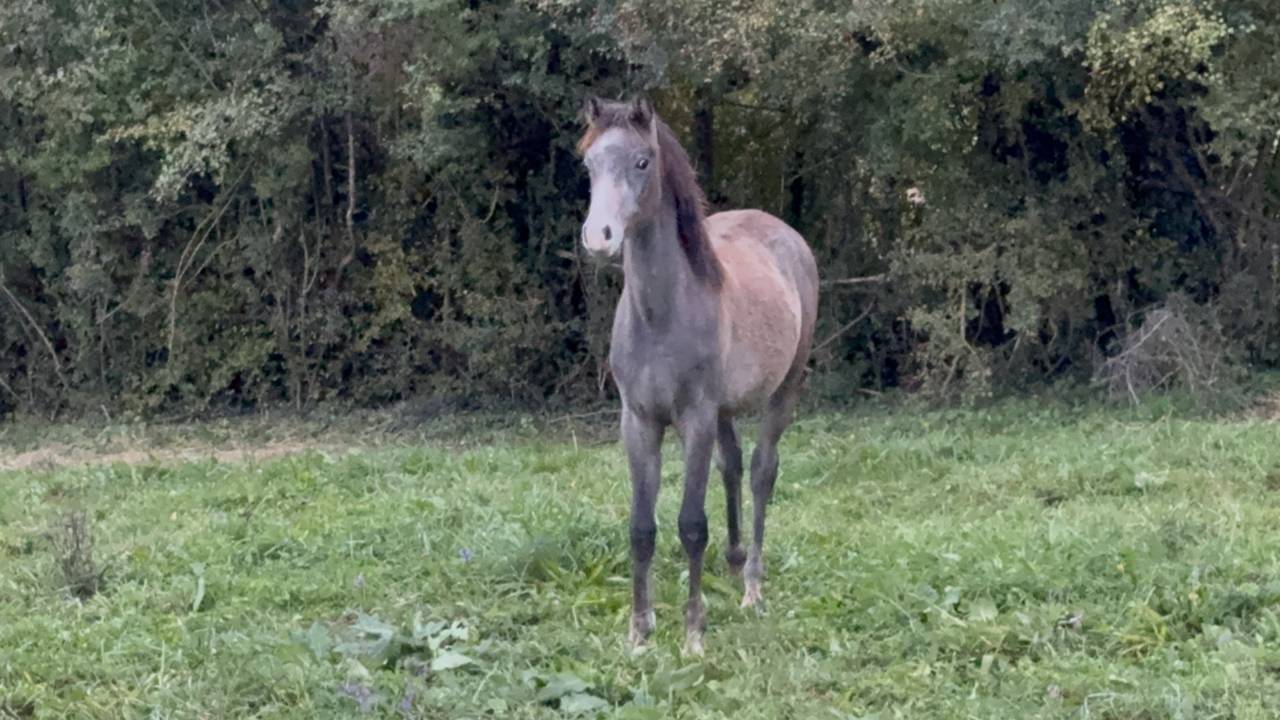 Poulain pur sang arabe 