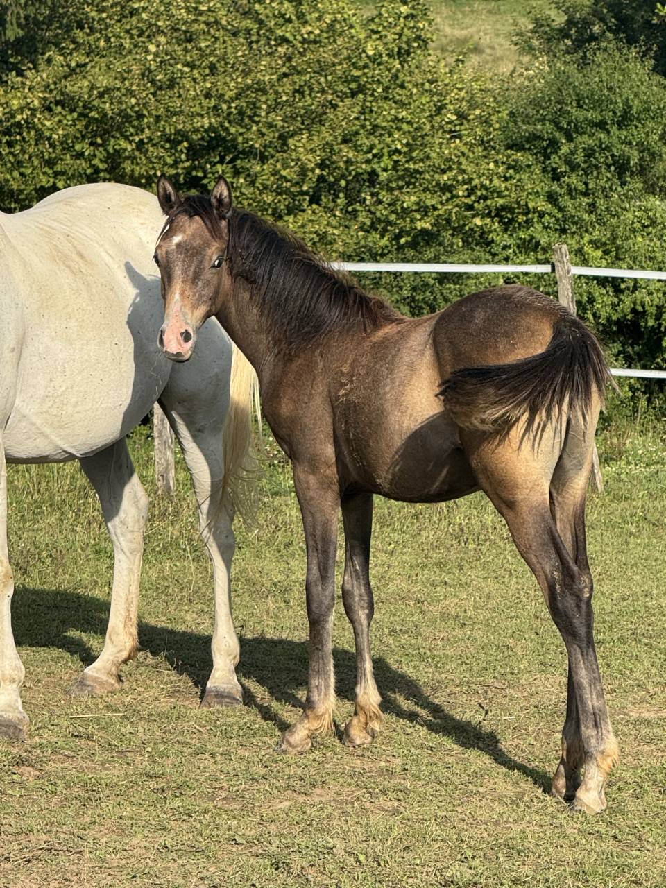 Poulain pur sang arabe 