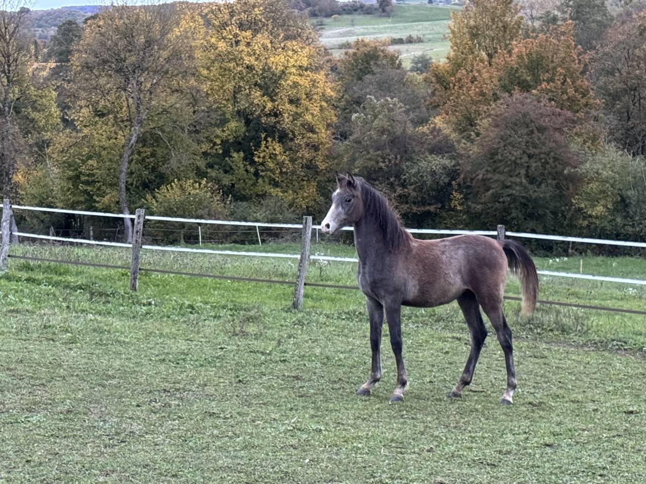 Poulain pur sang arabe 