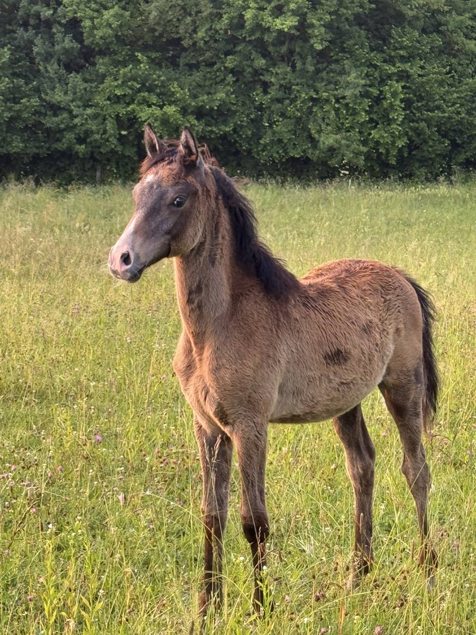 Poulain pur sang arabe 