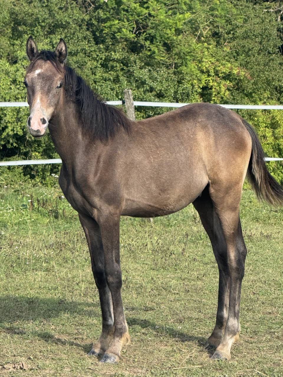 Poulain pur sang arabe 