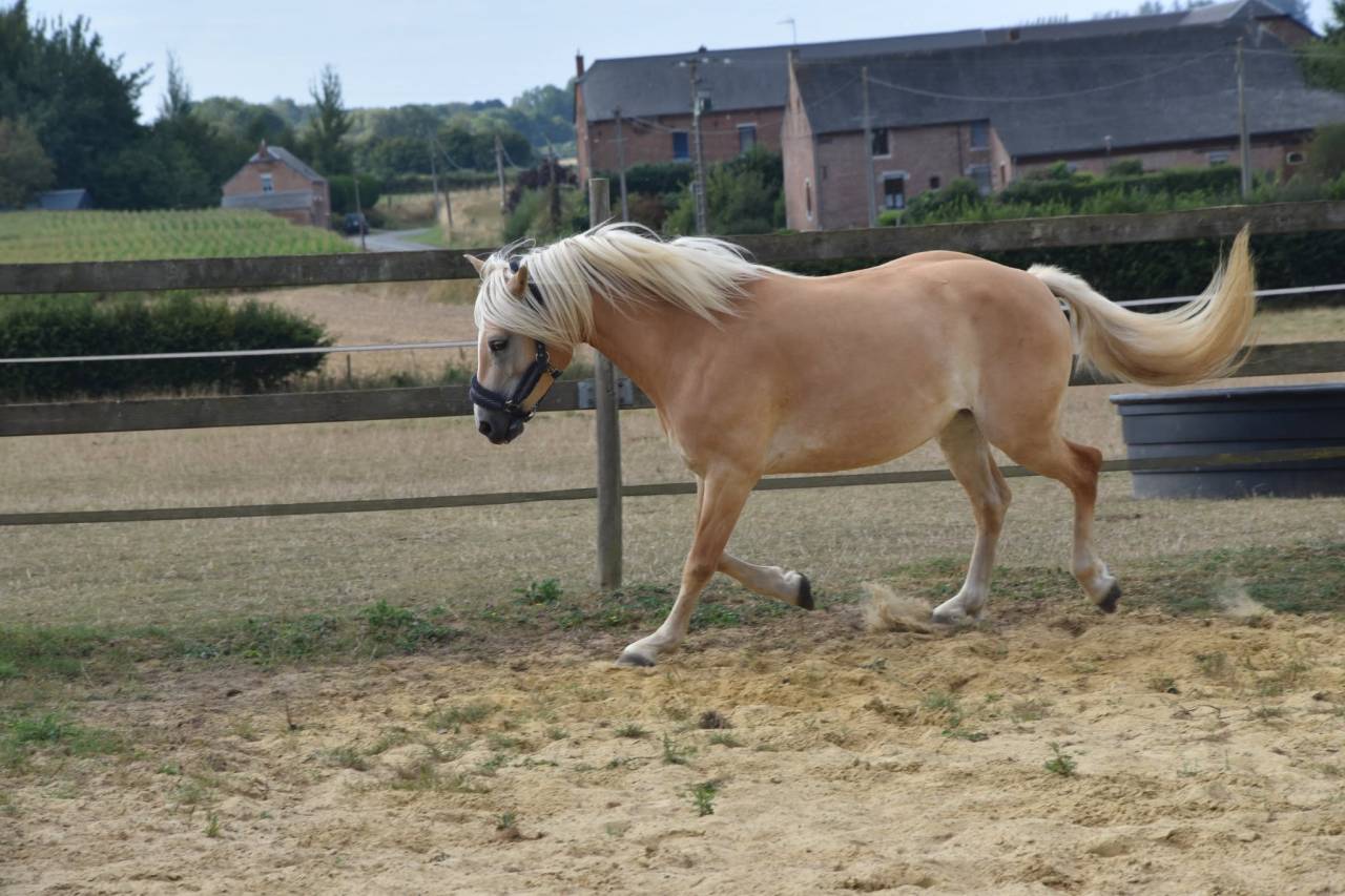A vendre très belle jument  haflinger pp