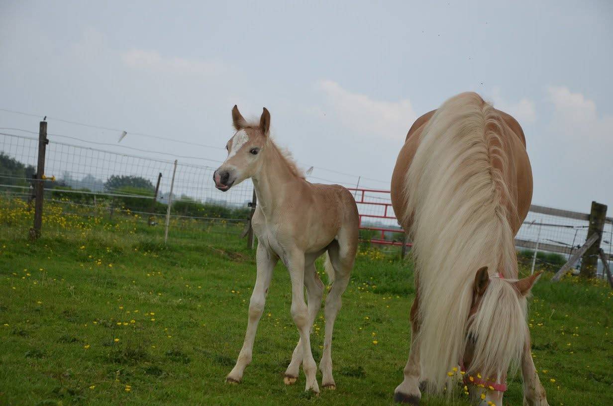 A vendre très belle jument  haflinger pp