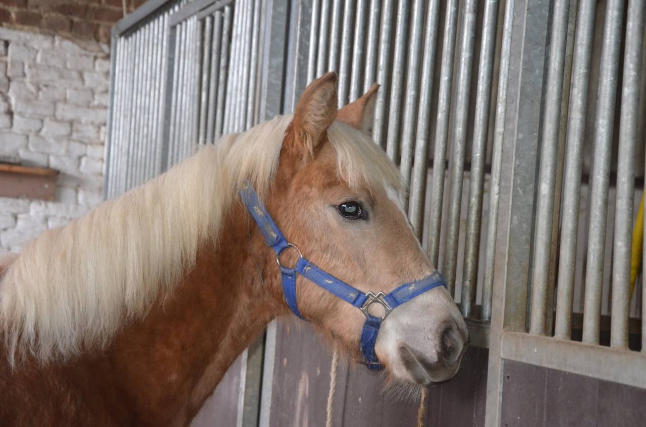 Pouliche Haflinger