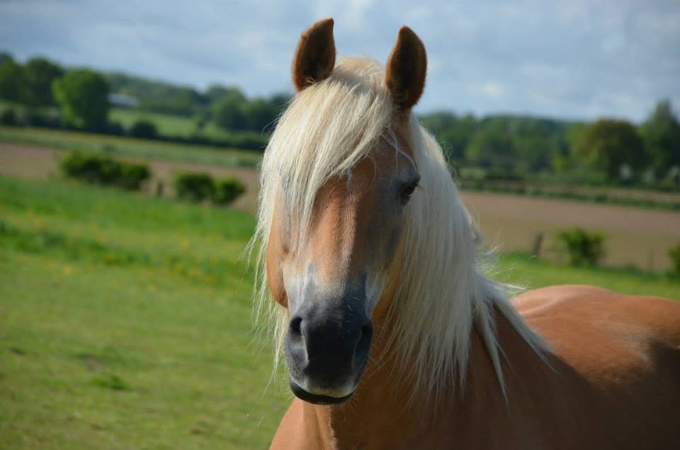 Pouliche Haflinger