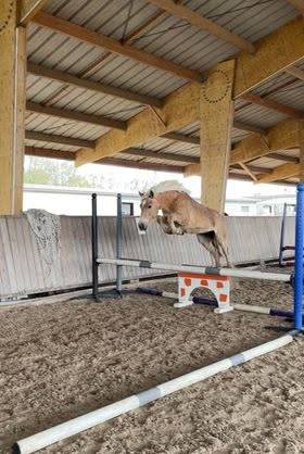 Pouliche Haflinger