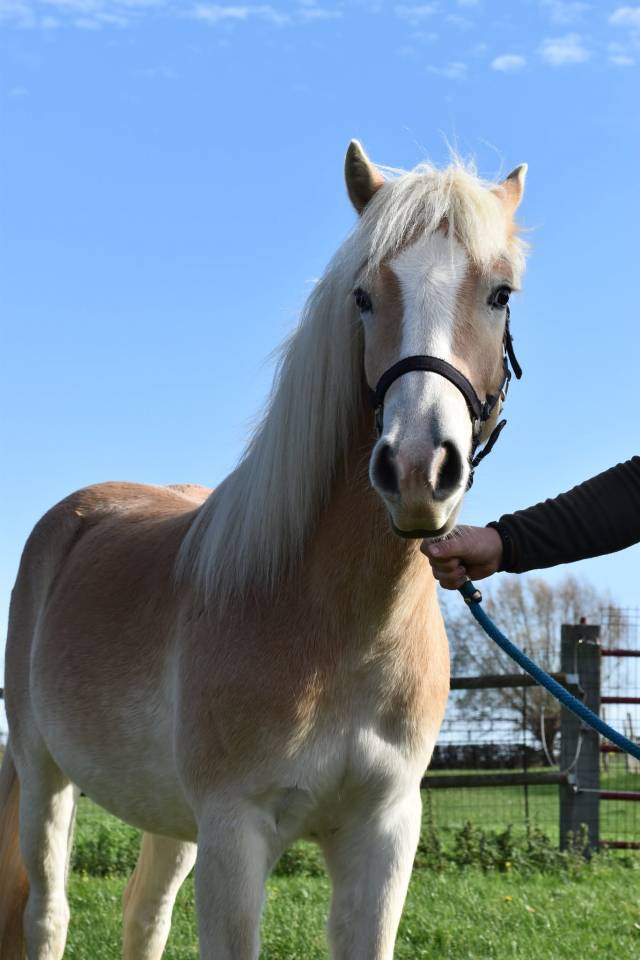 Bel hongre haflinger PP