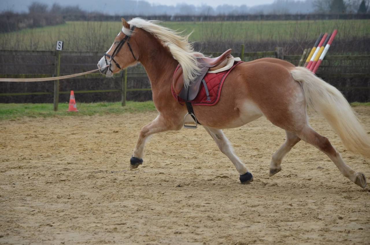 Bel hongre haflinger PP