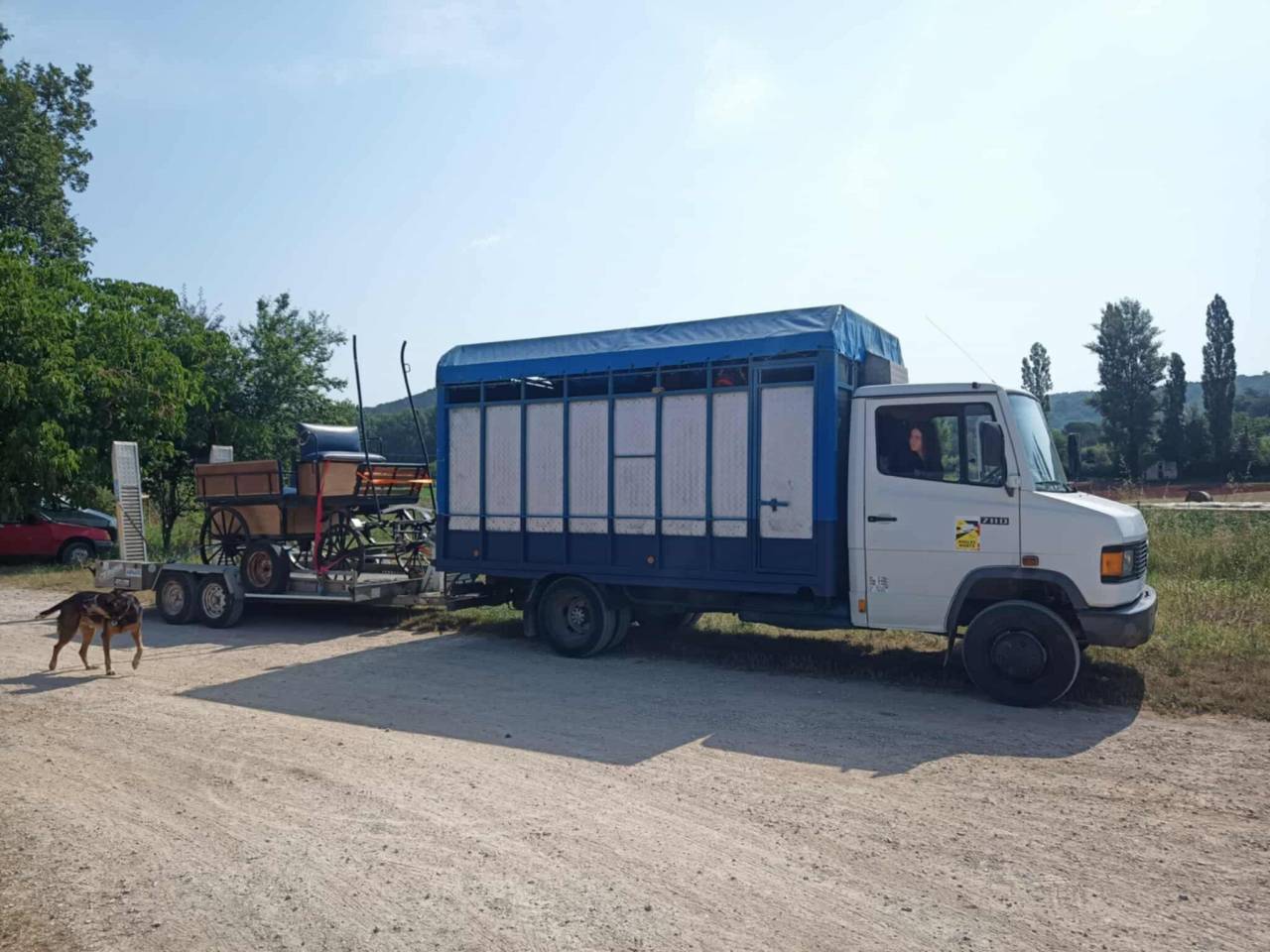 Poids-lourd bétaillière Mercedes 711D