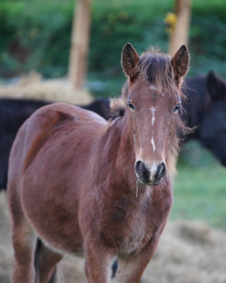 A VENDRE : Petit poney, Grand coeur ❤️