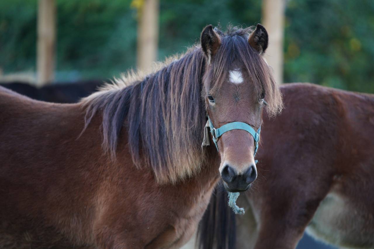 Superbe ponette Pottok plein papier❤️