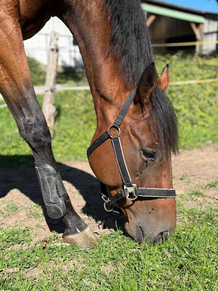 Beau Hongre porteur potentiel CSO 5 ans