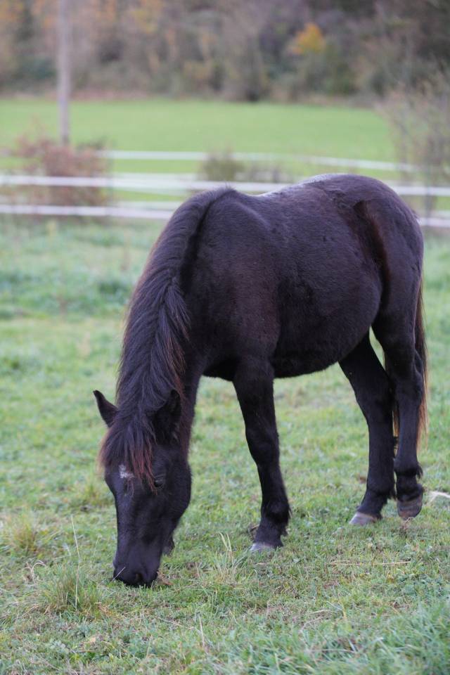 ?Poney avenir prometteur A VENDRE?