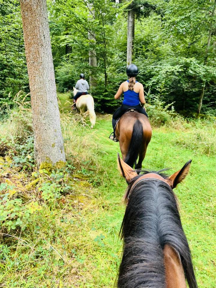 Adorable jument n'ayant jamais couru - facile