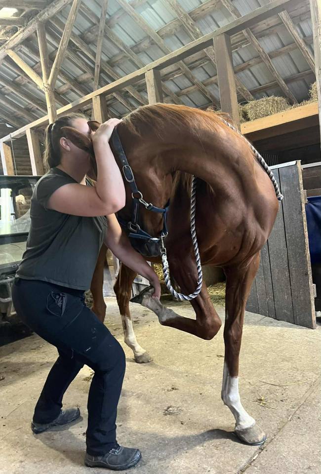 ADORABLE et grand cheval très belles allures