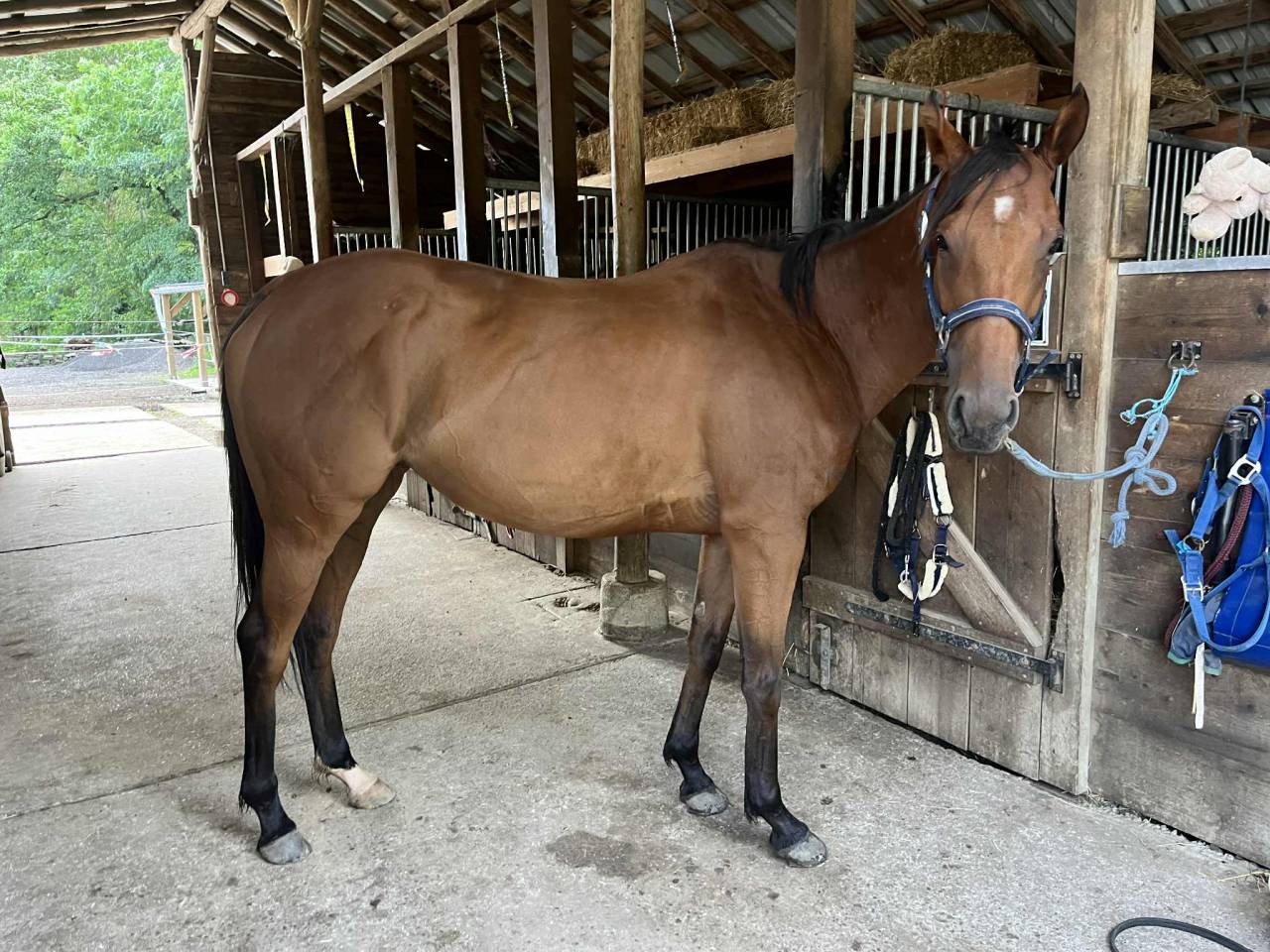 Très gentille jument PS 