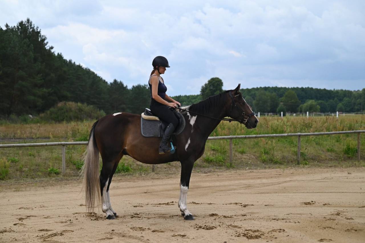 Beautiful easy nice horse Top jumper/eventer/hunter .