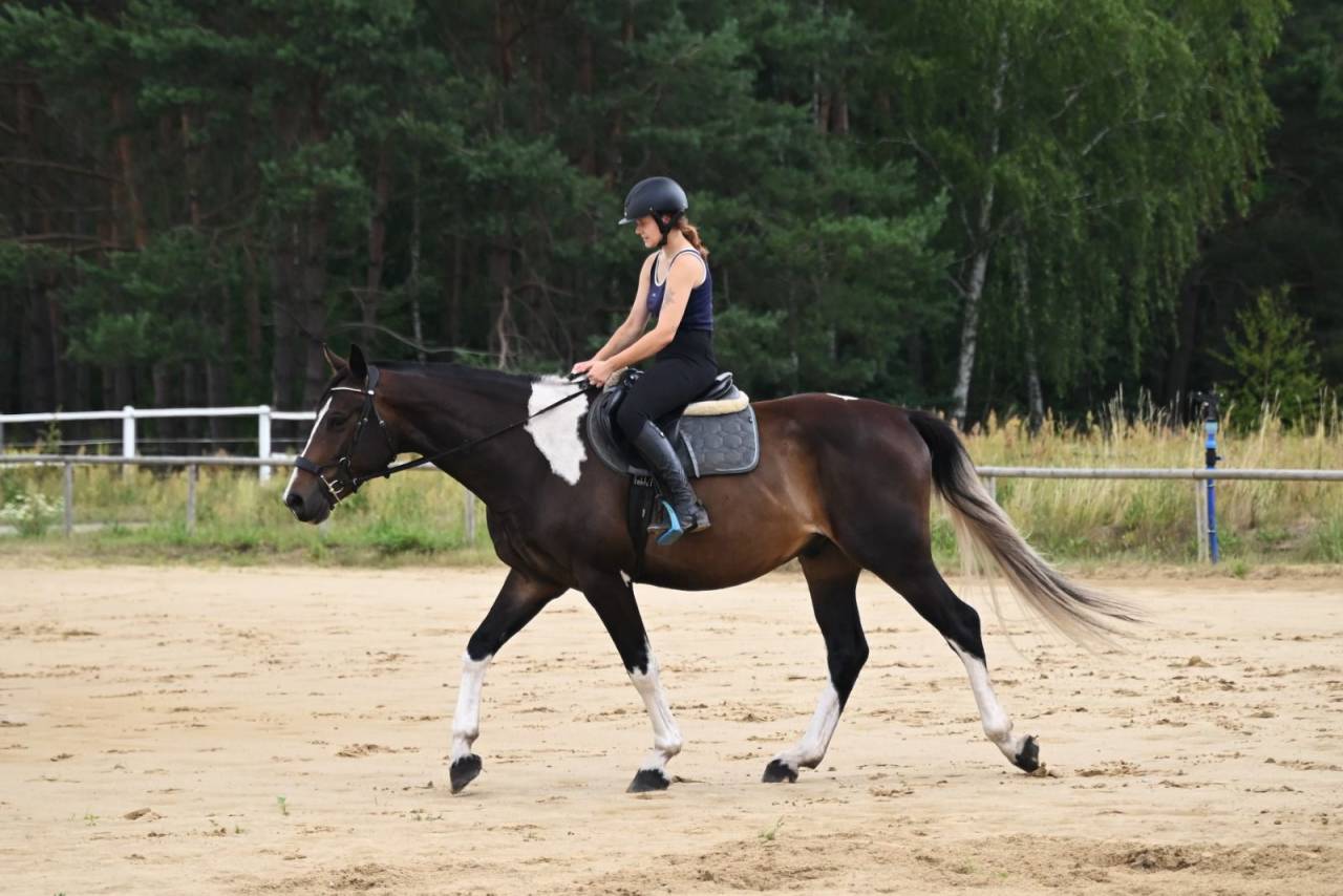 Beautiful easy nice horse Top jumper/eventer/hunter .
