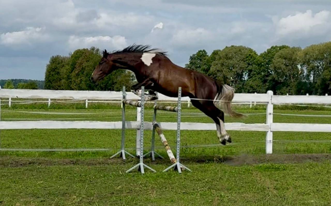 Beautiful easy nice horse Top jumper/eventer/hunter .