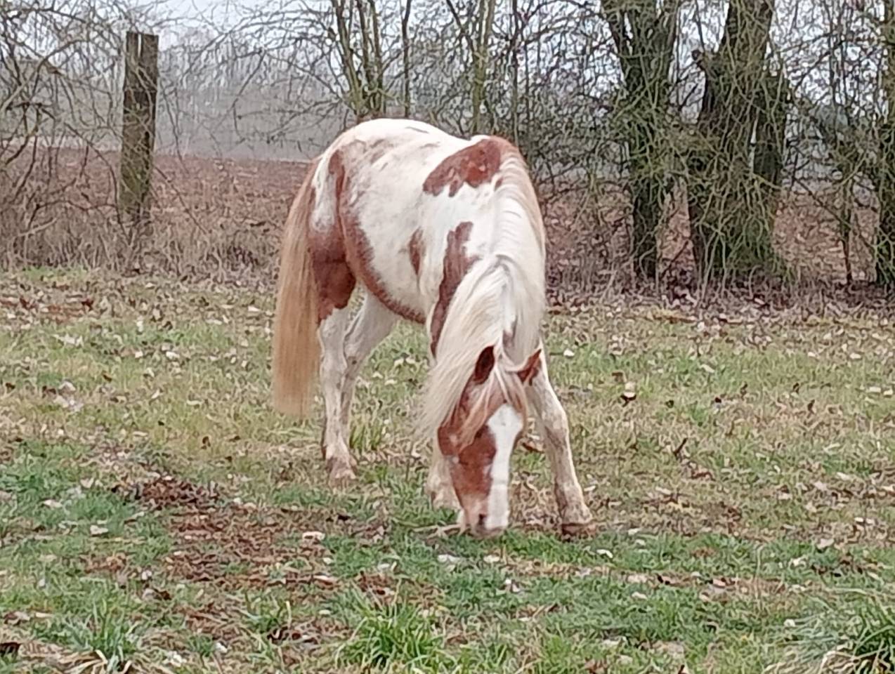 INCA petit cheval pie 7 ans 