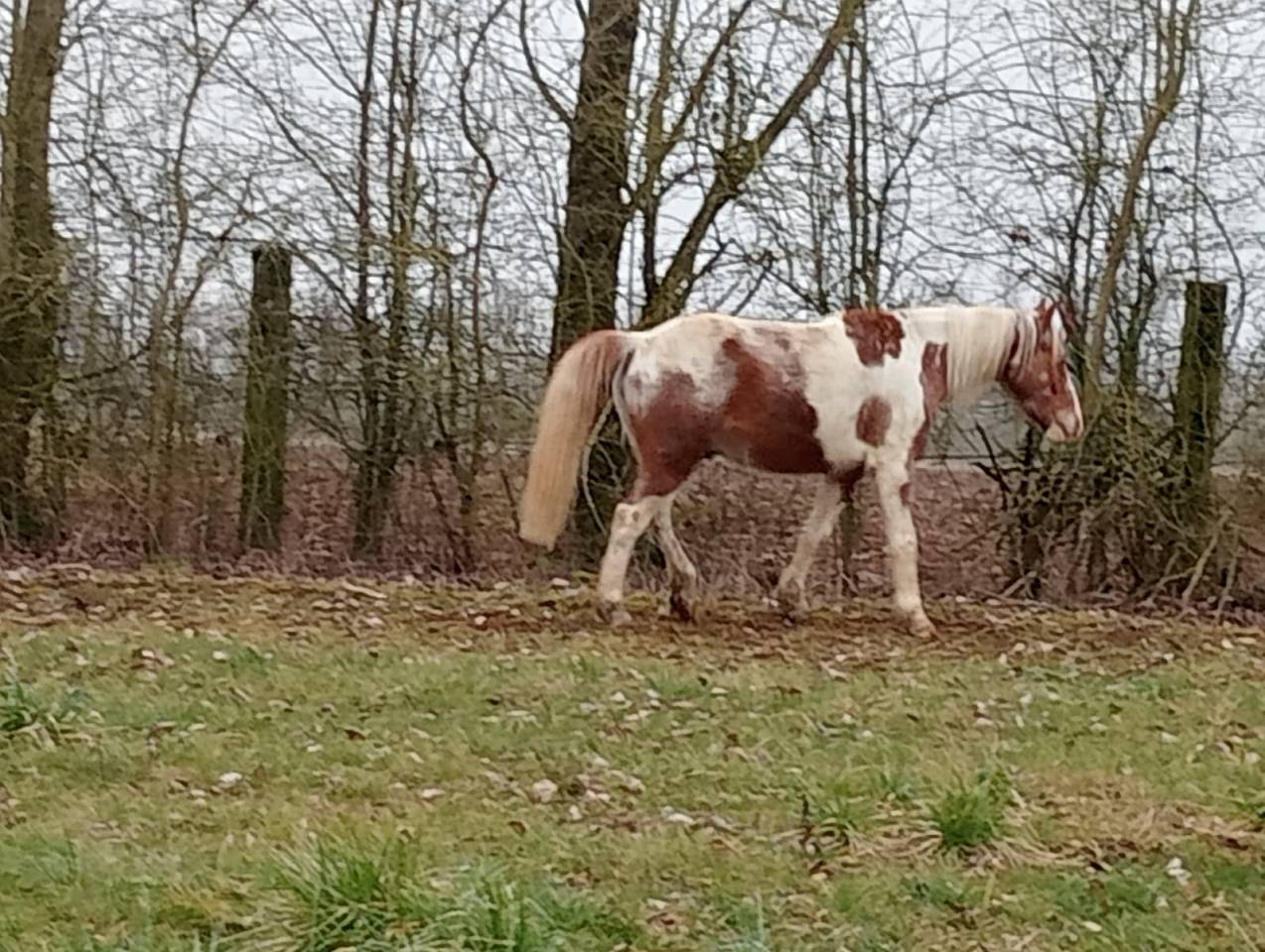 INCA petit cheval pie 7 ans 